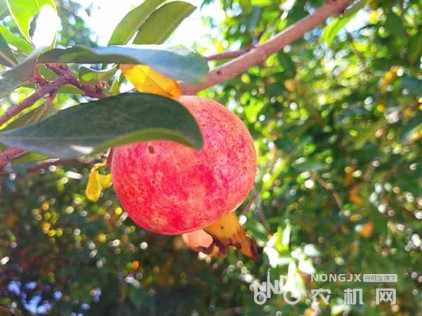 农业农村部召开常务会议研究部署农业科普、农产品质量安全等工作